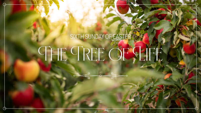 The Tree of Life